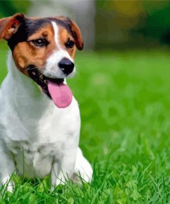 Jack Russell Terrier Dog paint by numbers