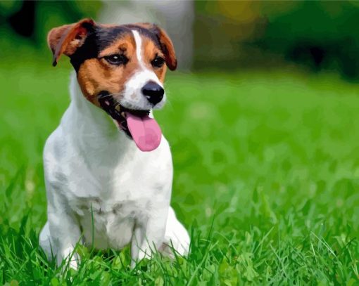 Jack Russell Terrier Dog paint by numbers