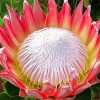 King Protea Plant paint by numbers