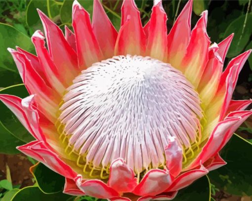 King Protea Plant paint by numbers