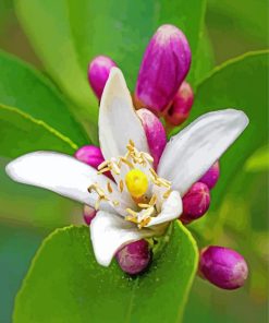 Lemon Blossom Flower paint by numbers