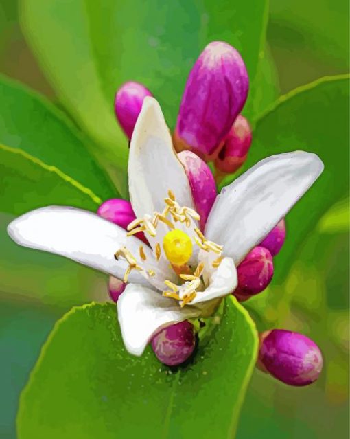 Lemon Blossom Flower paint by numbers