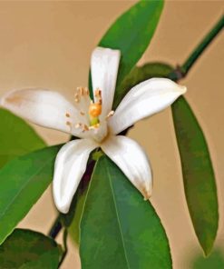 Lemon Blossoms Flower paint by numbers