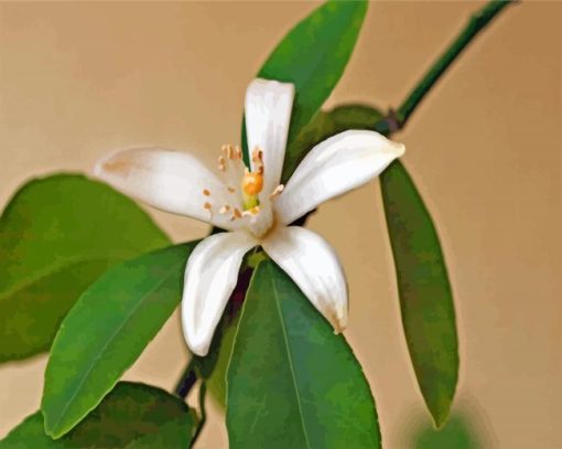 Lemon Blossoms Flower paint by numbers