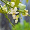 Lemon Blossoms Flowers paint by numbers