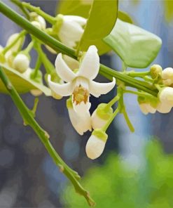 Lemon Blossoms Flowers paint by numbers