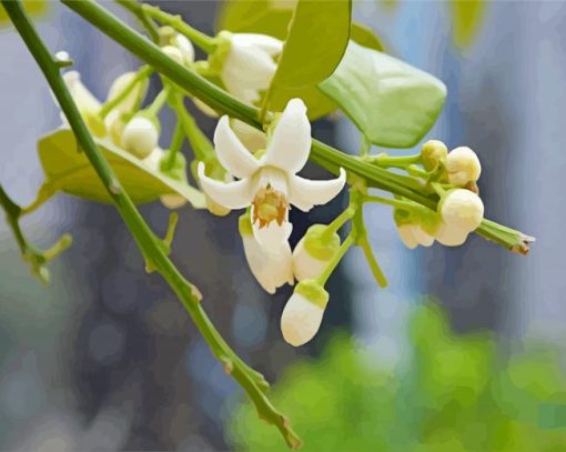 Lemon Blossoms Flowers paint by numbers