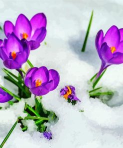 Purple Flowers In Snow paint by numbers