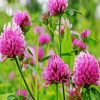 Red Clover Blossoms paint by numbers