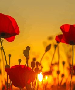 Red Flowers Sunset paint by numbers