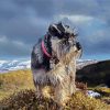 Schnauzer Dog paint by numbers