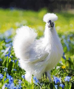 Silkie Bird paint by numbers