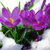 Spring Flower In Snow paint by numbers