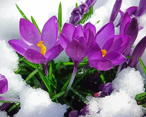 Spring Flower In Snow paint by numbers