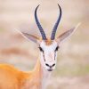 Springbok Head paint by number