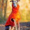 Stylish Whippet paint by numbers