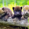 Three Wolf Pups paint by numbers