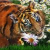 Tiger And Flowers paint by number