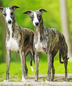 Whippet Dogs paint by numbers