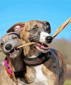 Whippet Puppies paint by numbers