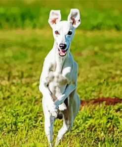 Whippet Running paint by numbers