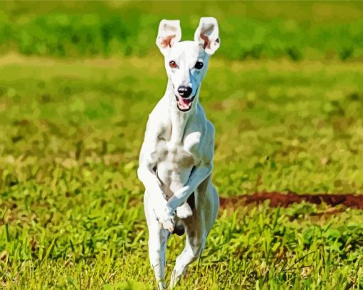 Whippet Running paint by numbers