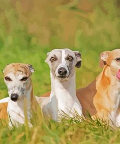 Whippets Dogs paint by numbers