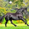 Adorable Friesian Horse Animal paint by numbers