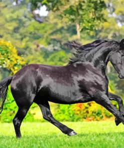 Adorable Friesian Horse Animal paint by numbers