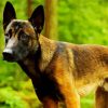 Belgian Malinois paint by numbers