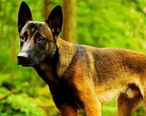 Belgian Malinois paint by numbers