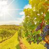 Aesthetic Italy Vineyard Landscape paint by number