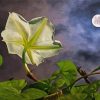 Aesthetic Moon Flower Art paint by numbers