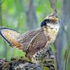 Aesthetic Ruffed Grouse Bird paint by number