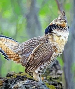 Aesthetic Ruffed Grouse Bird paint by number