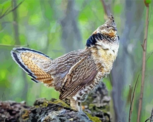 Aesthetic Ruffed Grouse Bird paint by number