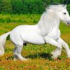 White Friesian Horse paint by numbers