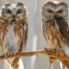 Owl Couple Birds Art paint by numbers