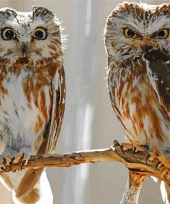 Owl Couple Birds Art paint by numbers