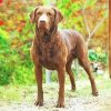 Aesthetic Chesapeake Bay Retriever paint by number