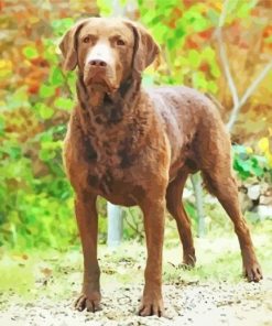 Aesthetic Chesapeake Bay Retriever paint by number