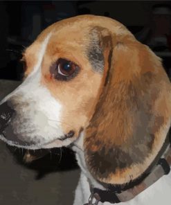 Beagle Dog Animal paint by numbers