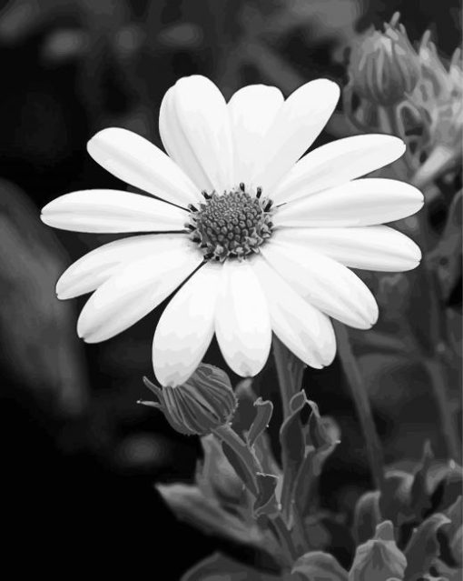 Beautiful Black And White Flowers paint by numbers