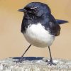 Bird Willy Wagtail paint by number