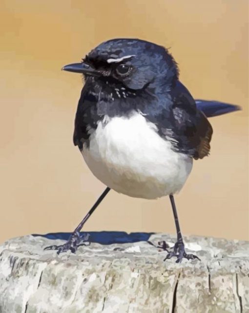 Bird Willy Wagtail paint by number