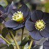 Black Hellebore Flowers paint by number