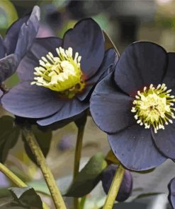 Black Hellebore Flowers paint by number