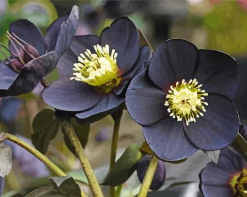 Black Hellebore Flowers paint by number