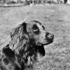 Black And White Boykin Spaniel paint by numbers