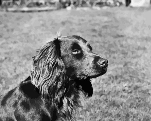 Black And White Boykin Spaniel paint by numbers